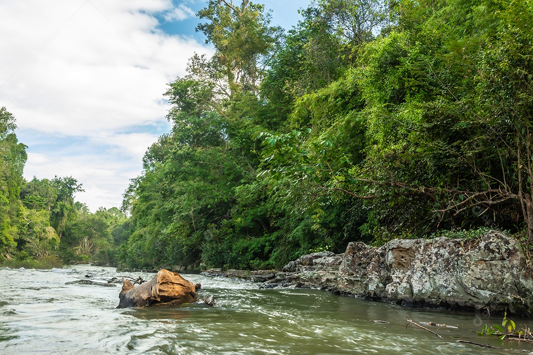 Paisagem de riachos e florestas