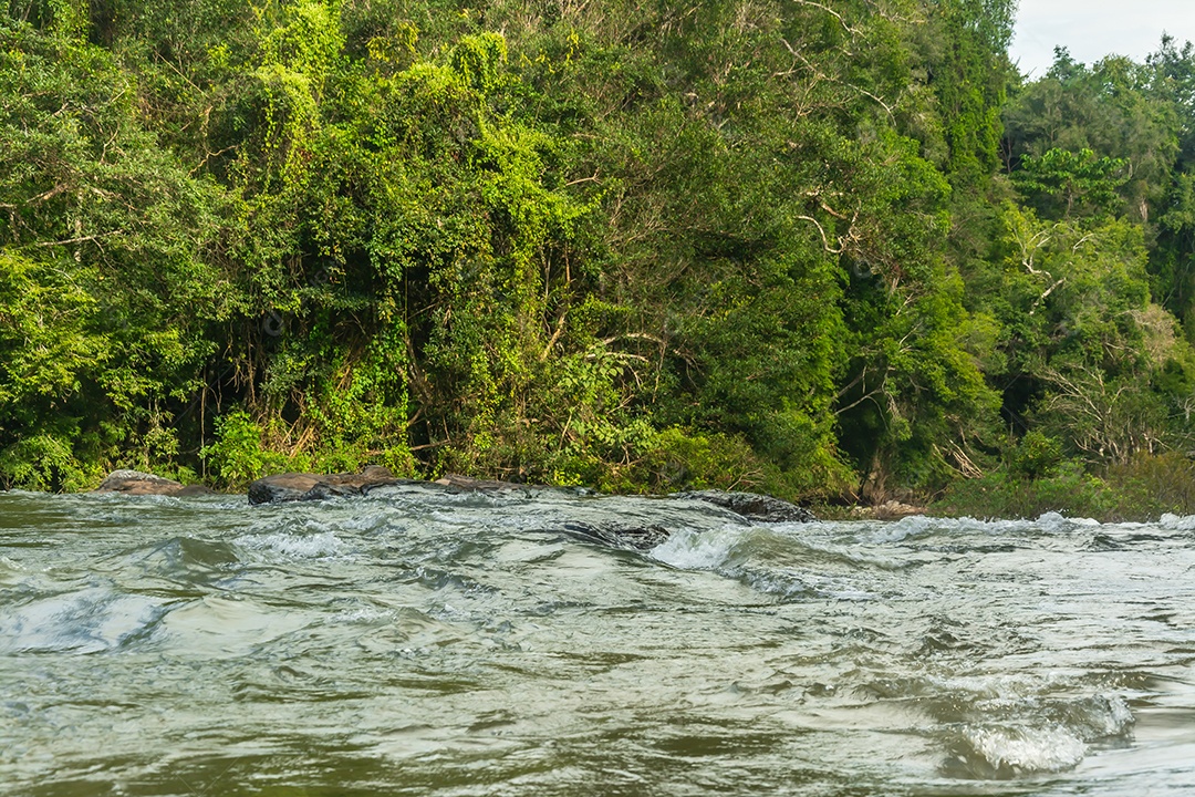 Paisagem de riachos e florestas