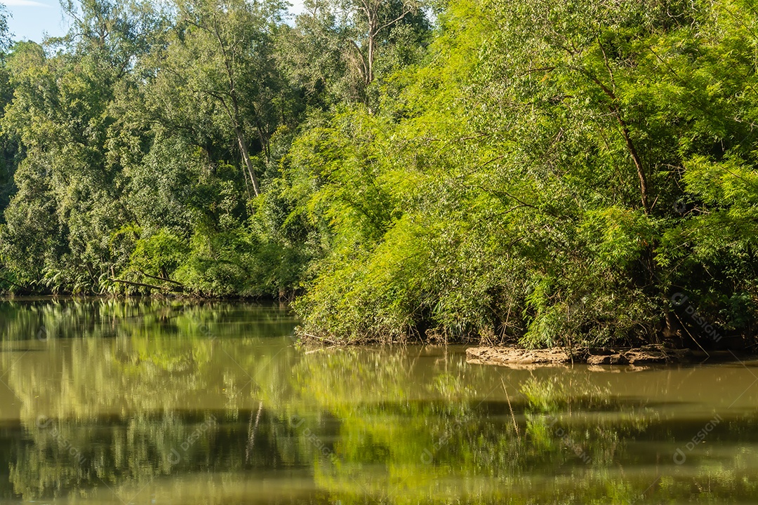 Paisagem de riachos e florestas