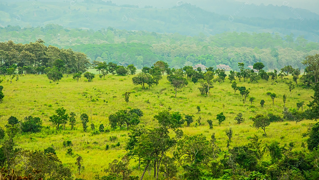 Bela paisagem florestal no Parque Nacional Thung Salaeng Luang, na província de Phitsanulok, na Tailândia. / Savanna no Parque Nacional da Tailândia