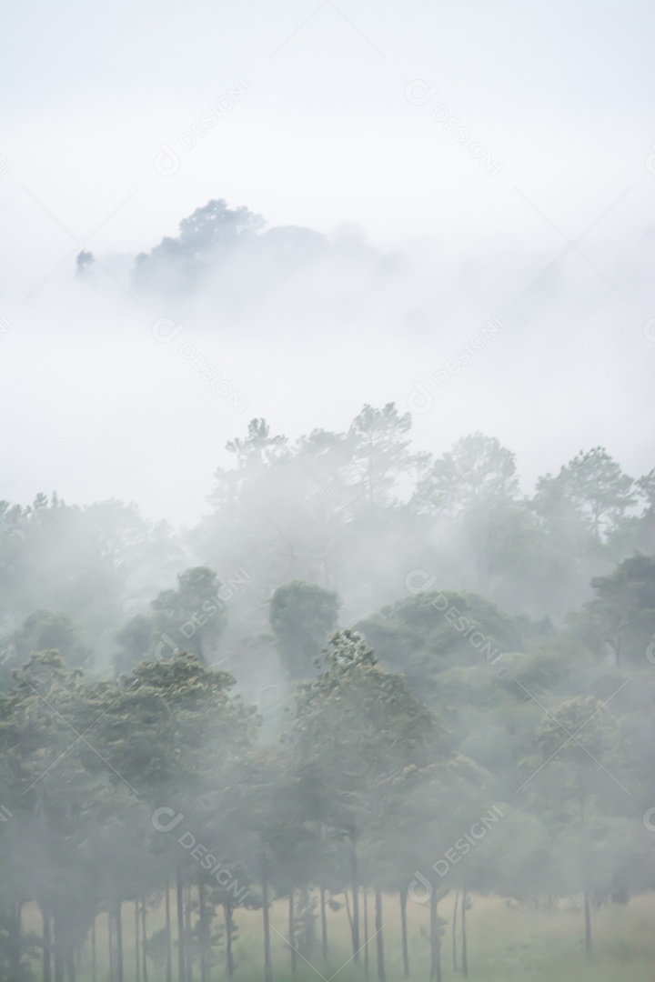 paisagem da floresta no nevoeiro