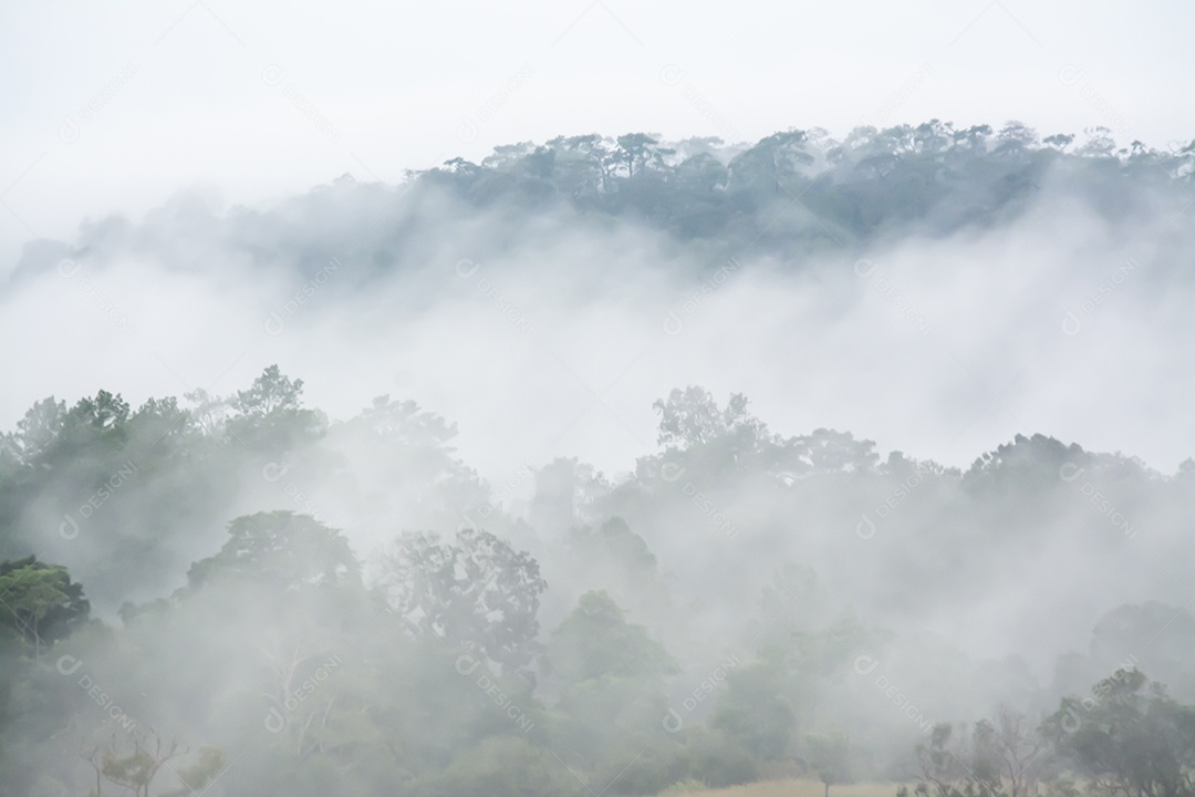 paisagem da floresta no nevoeiro