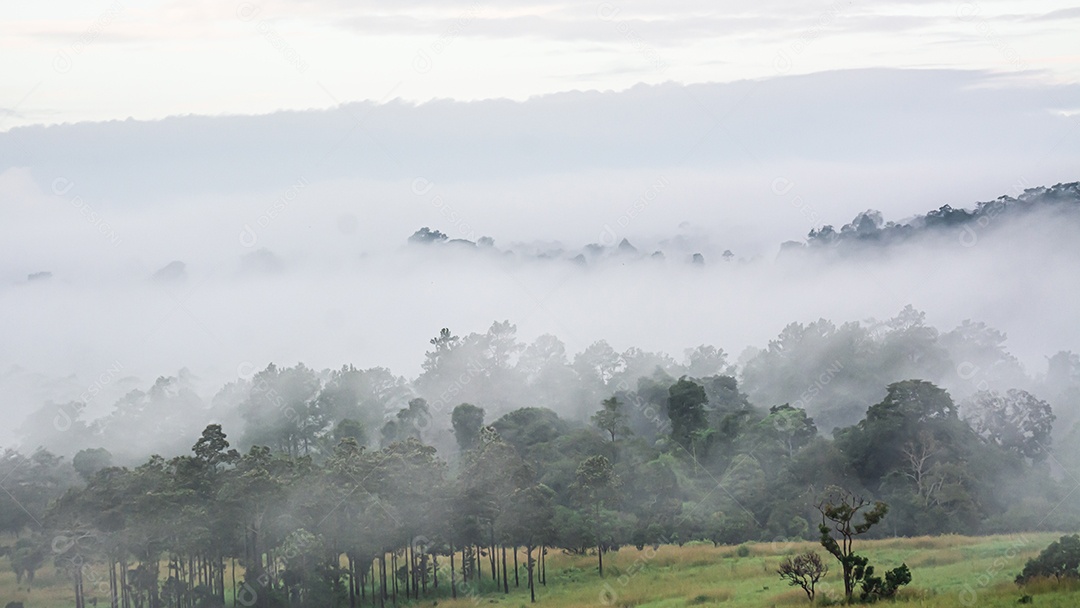 paisagem da floresta no nevoeiro
