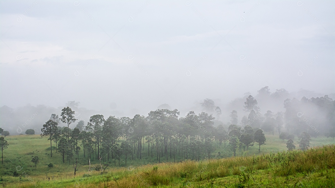 paisagem da floresta no nevoeiro