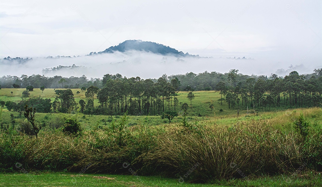 paisagem da floresta no nevoeiro