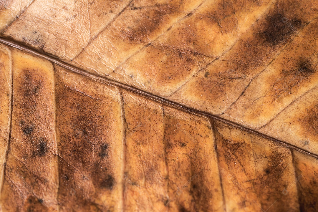 Textura da folha macro