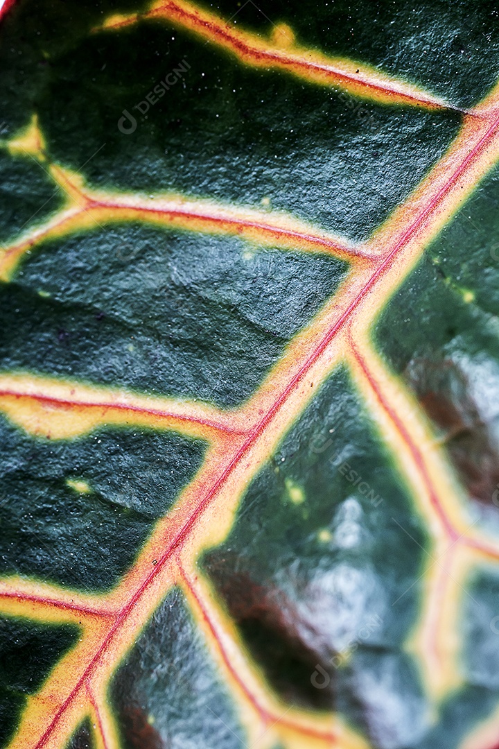 Textura da folha macro