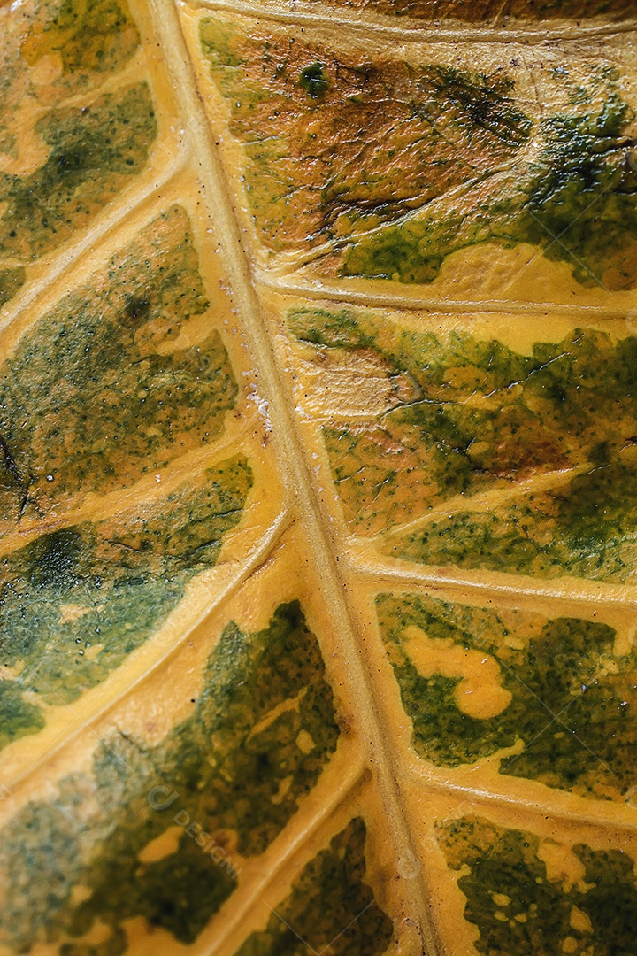 Textura da folha macro