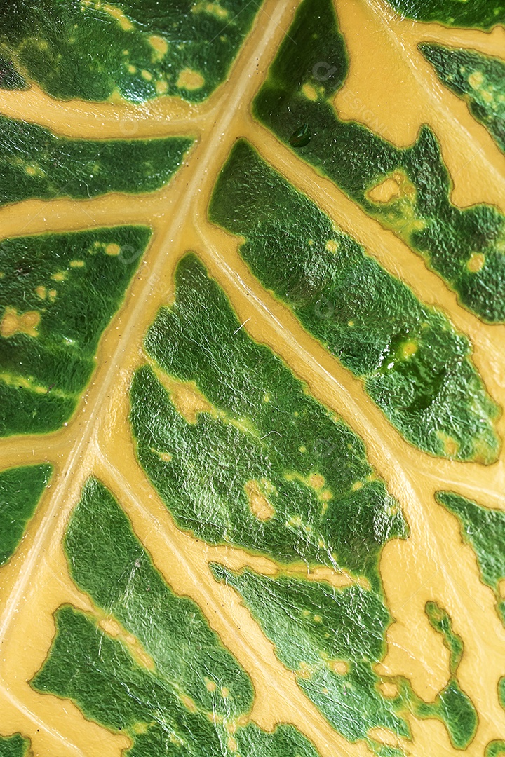 Textura da folha macro