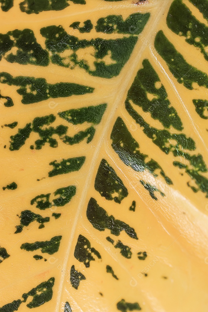 Textura da folha macro