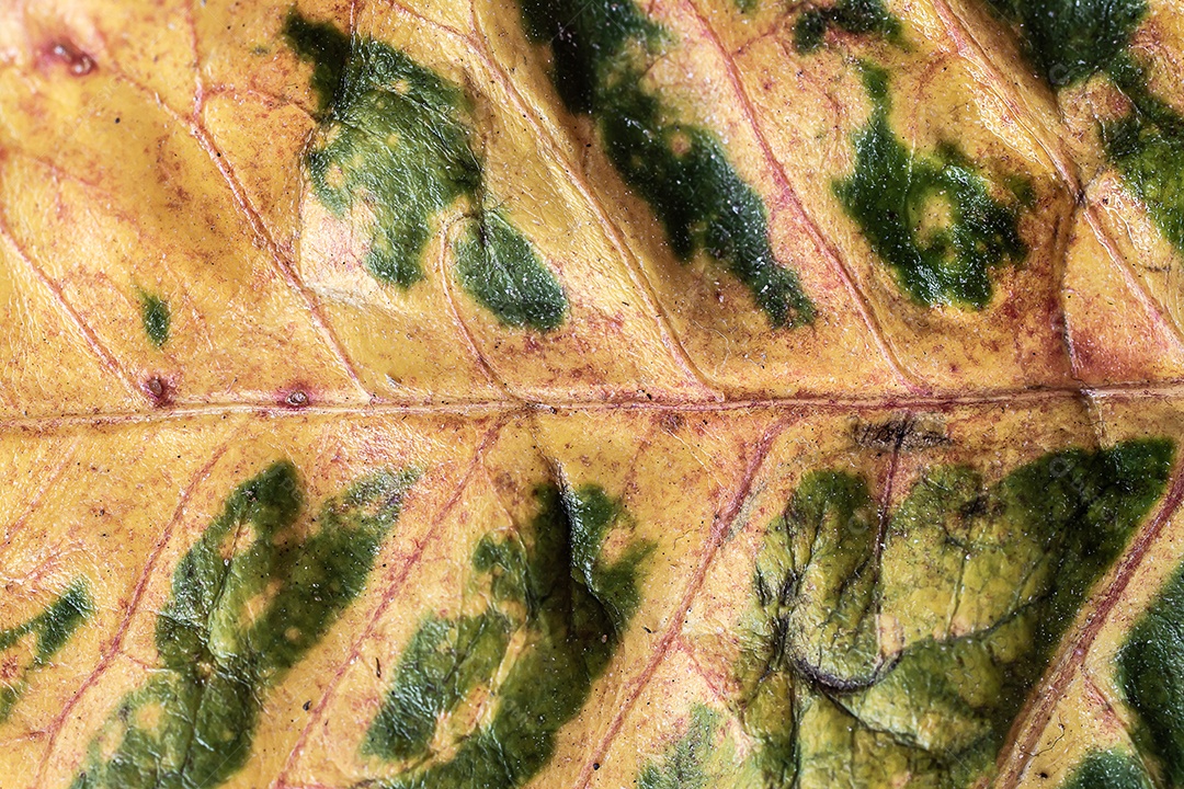 Leaf texture macro