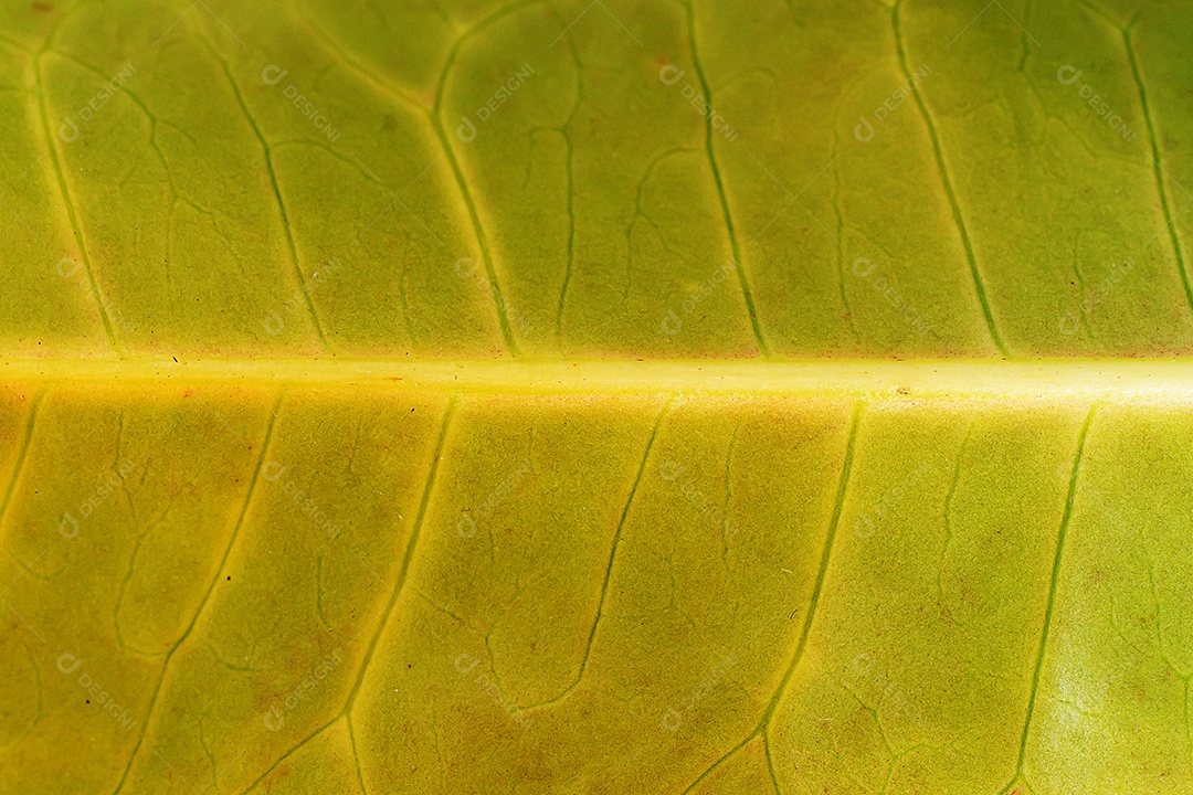 Textura da folha macro