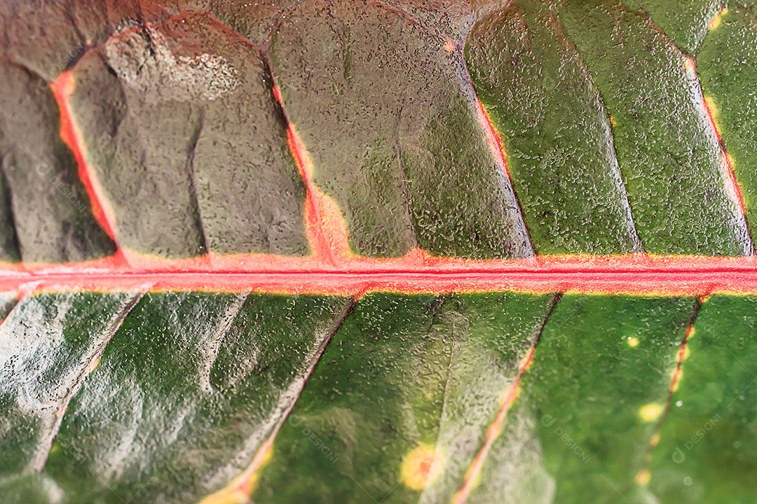 Textura da folha macro