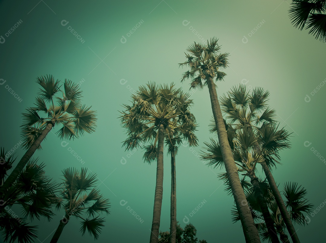 Palmeiras tropicais antigas.