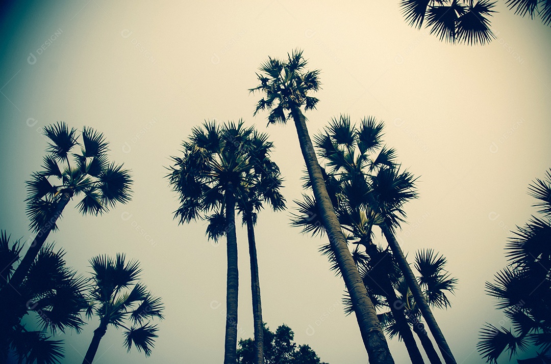 Palmeiras tropicais antigas.