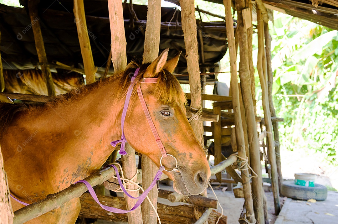 Cavalo na natureza. Retrato de um cavalo, cavalo marrom.