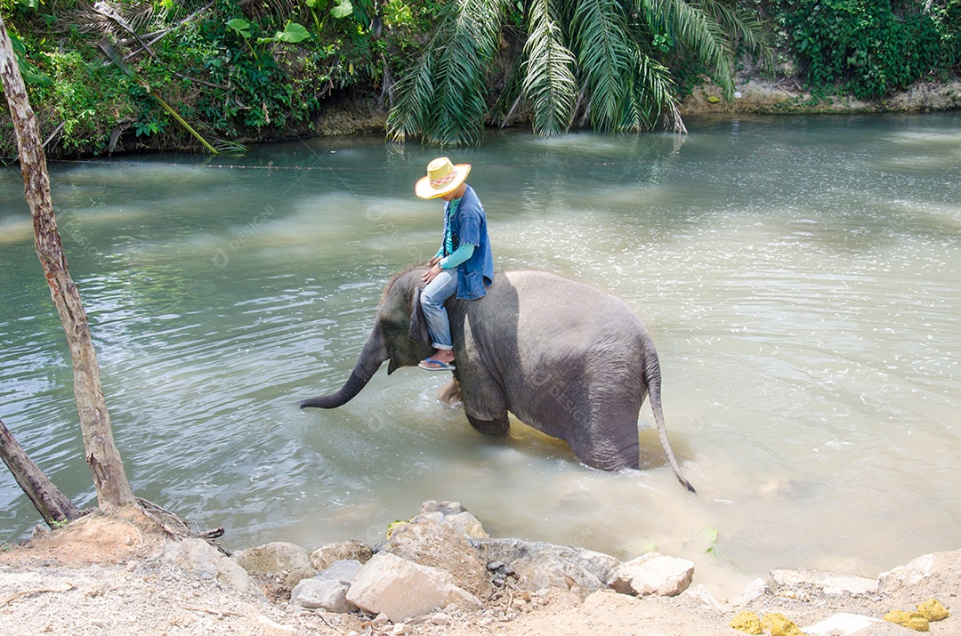 Elefante bebê gosta de jogar água nos córregos dos rios.