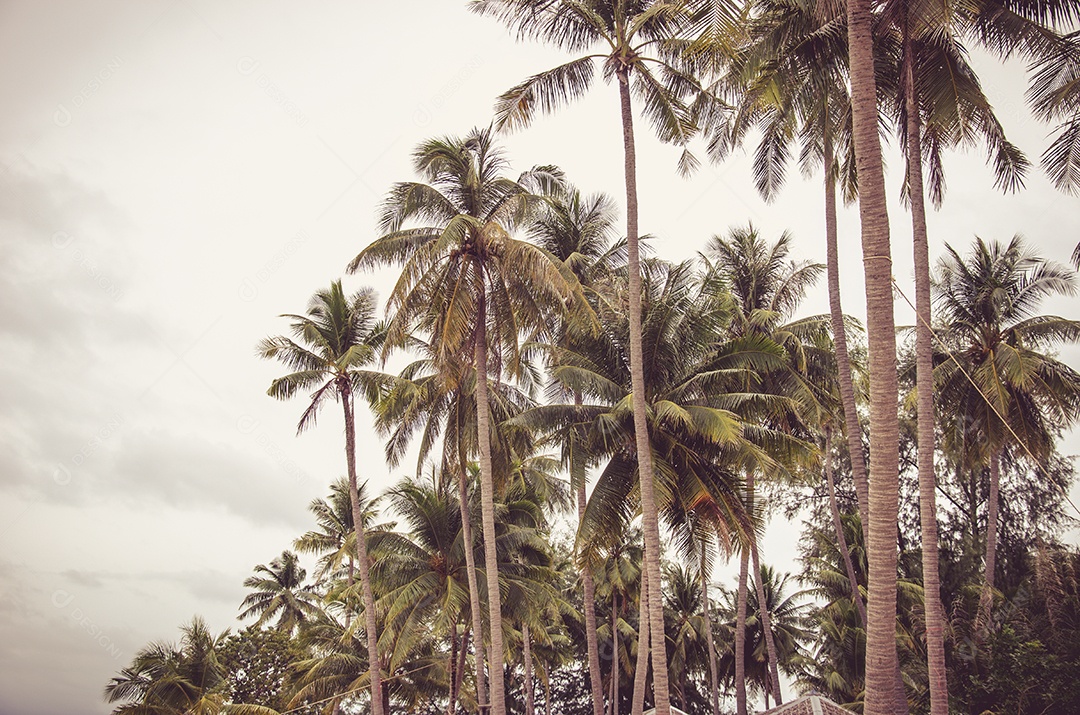 Coqueiro na costa tropical, feito com tons vintage, tons quentes.