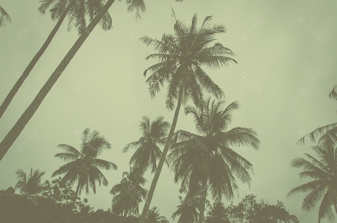 Coqueiro na costa tropical, feito com tons vintage, tons quentes.