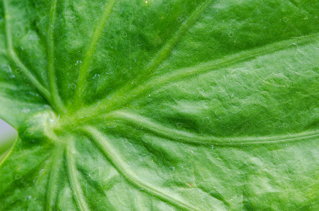 Textura de folha verde abstrata para plano de fundo.