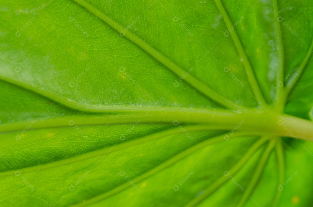Textura de folha verde abstrata para plano de fundo.