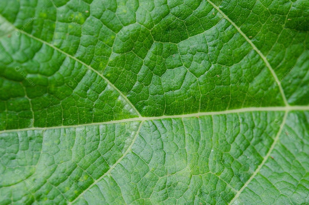 Textura de folha verde abstrata para plano de fundo.
