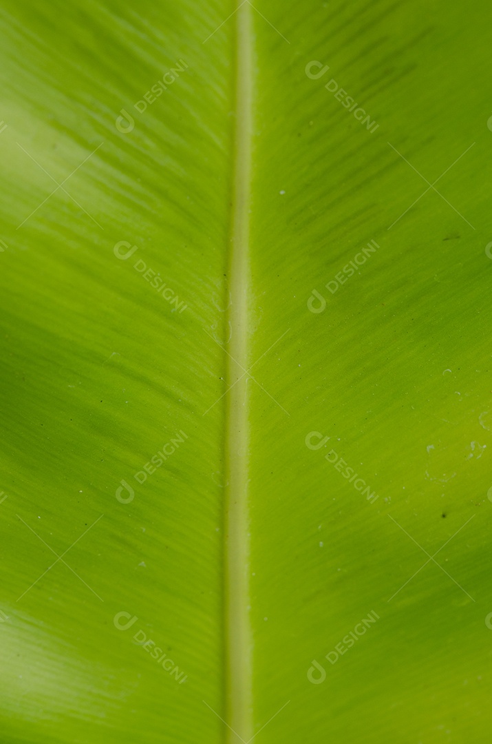 Abstract green leaf texture for background.
