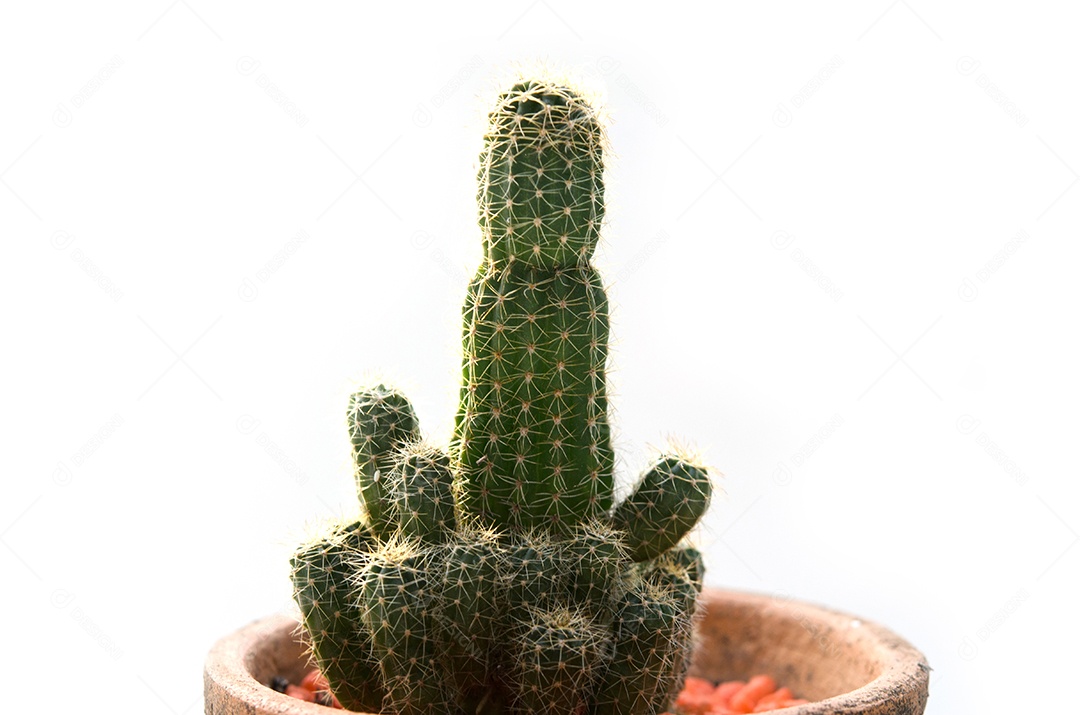 Cacto vintage em fundo branco.