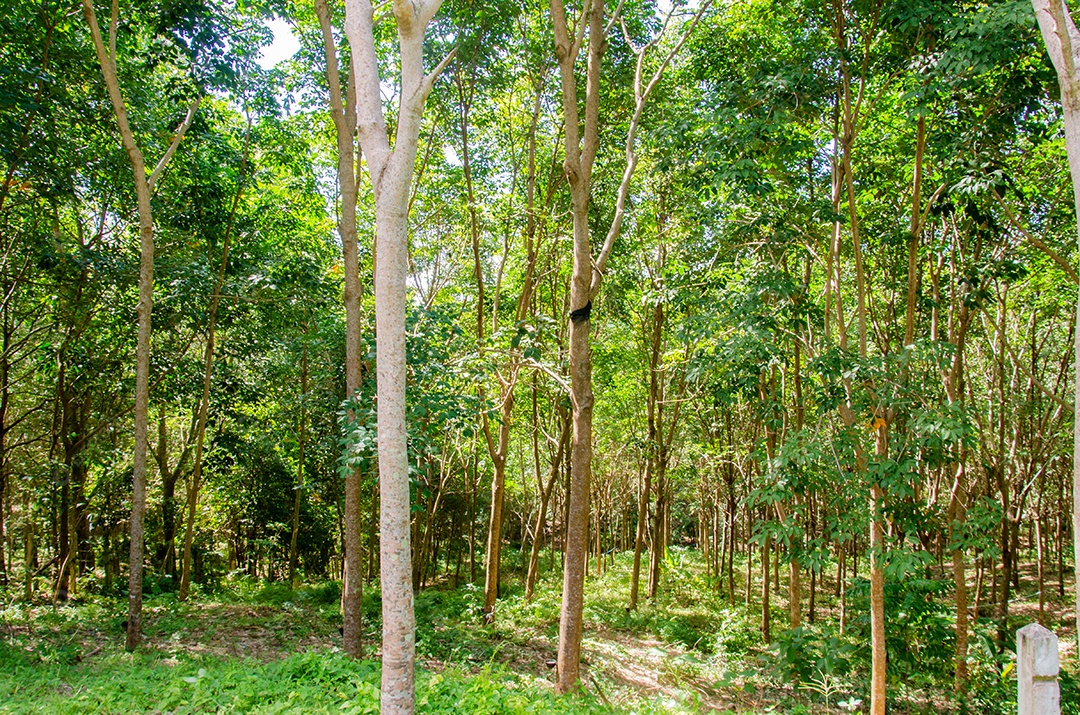 Rubber tree garden in thailand. Rubber processing products for a rubber pillow.