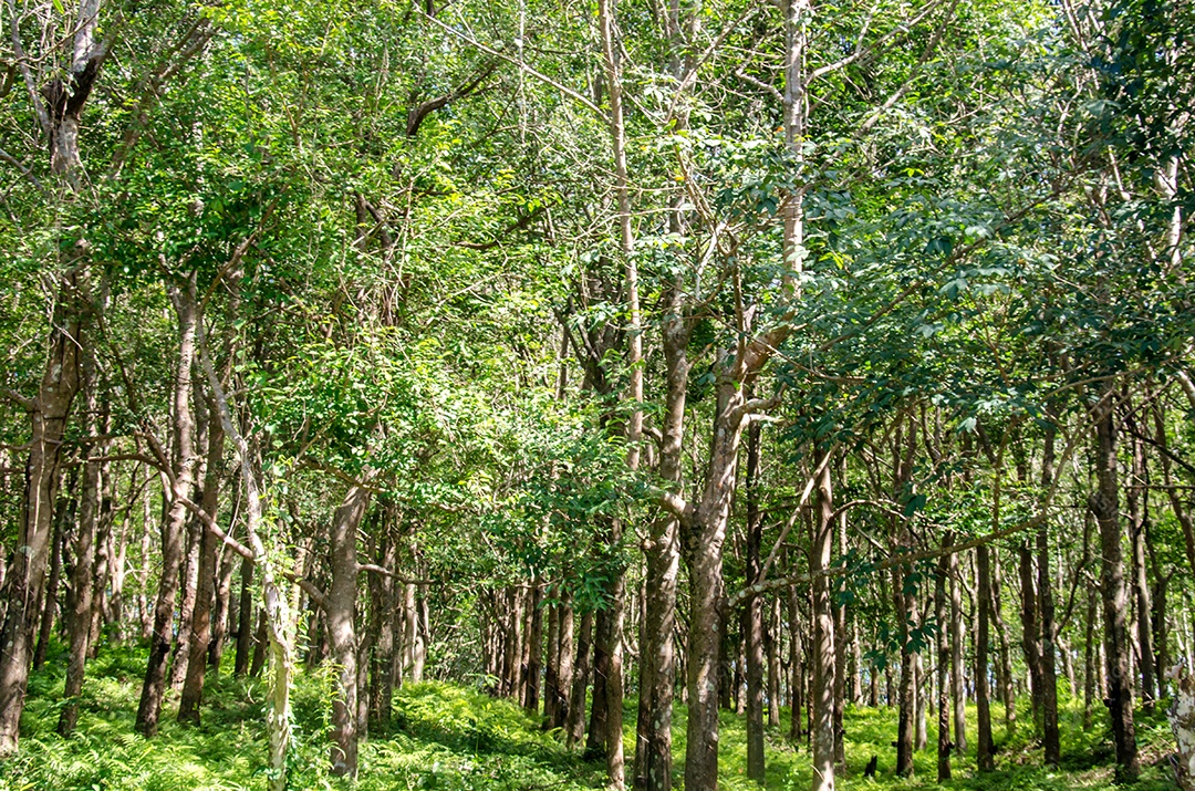 Produtos de processamento de borracha para um travesseiro de borracha.