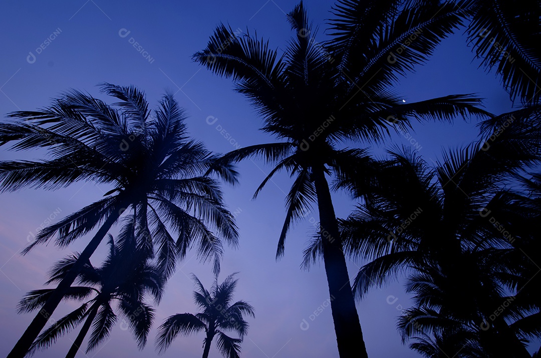 Palmeiras no fundo do pôr do sol lindo.