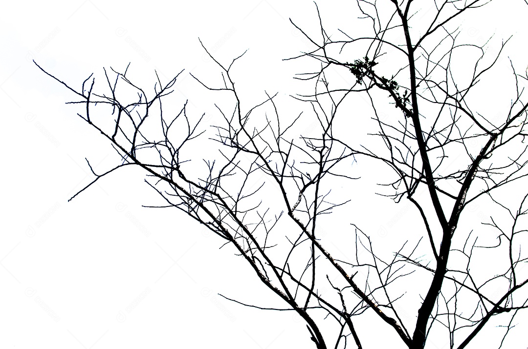 A árvore morta isolou o fundo branco.