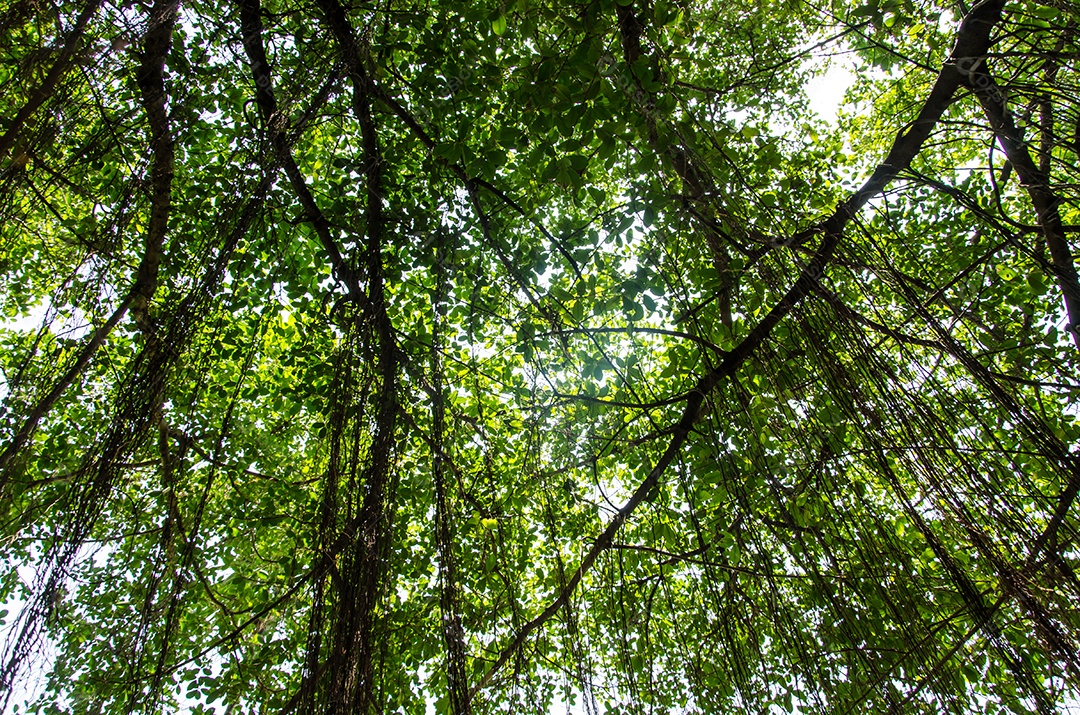 Árvore verde floresta.