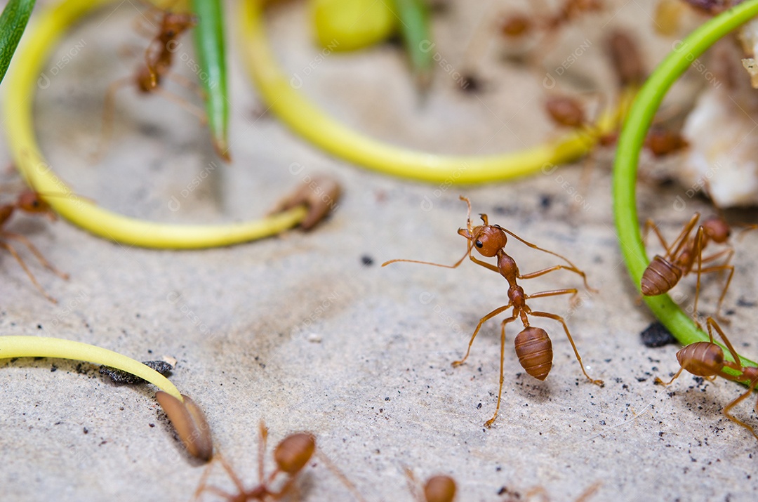 Formigas andando no chão.