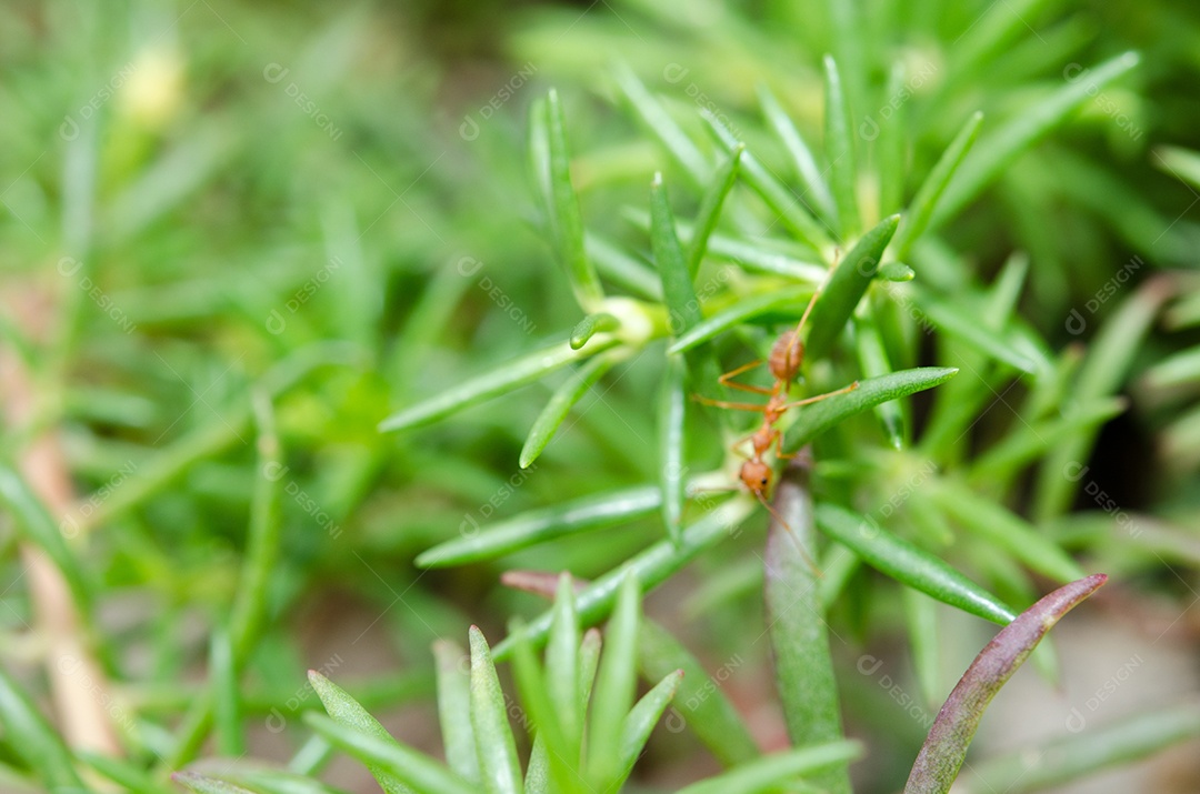 Formigas andando na árvore.