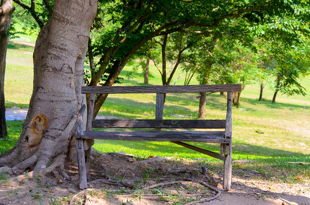 Wooden chairs in the garden under the tree.