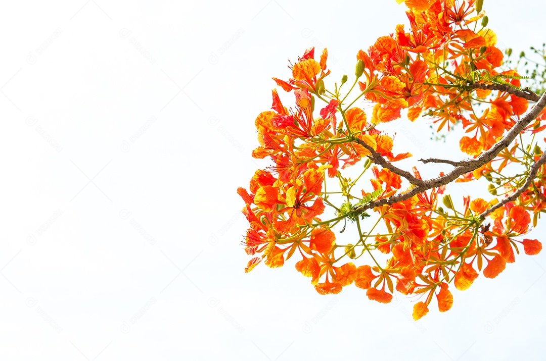 Árvore vermelha isolada de fundo branco.