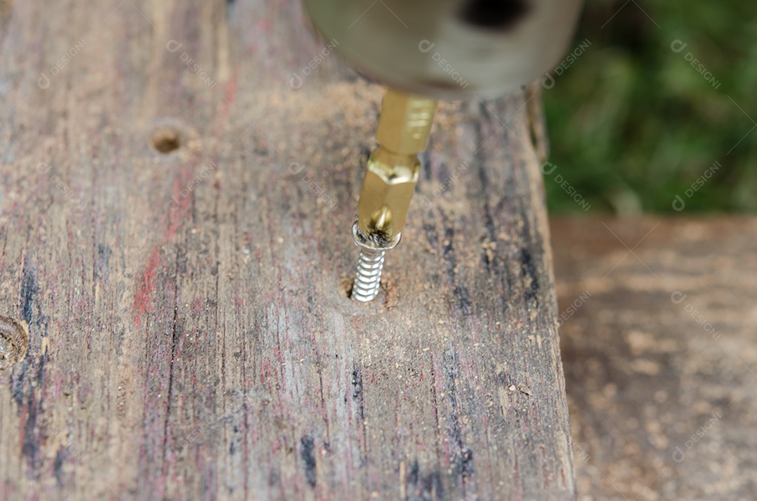 Porca de perfuração no gramado.