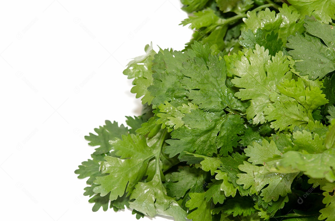 Coentro isolado no branco.