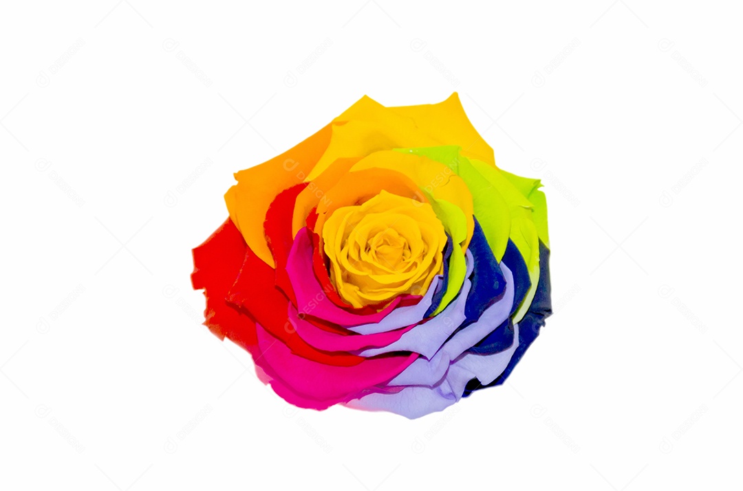 Rosas multicoloridas isoladas no branco.