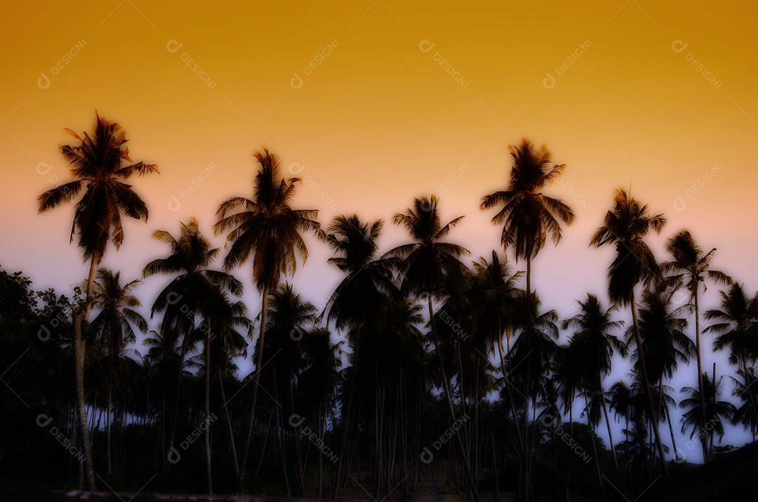 Coqueiro na costa tropical, feito com tons vintage, tons quentes.