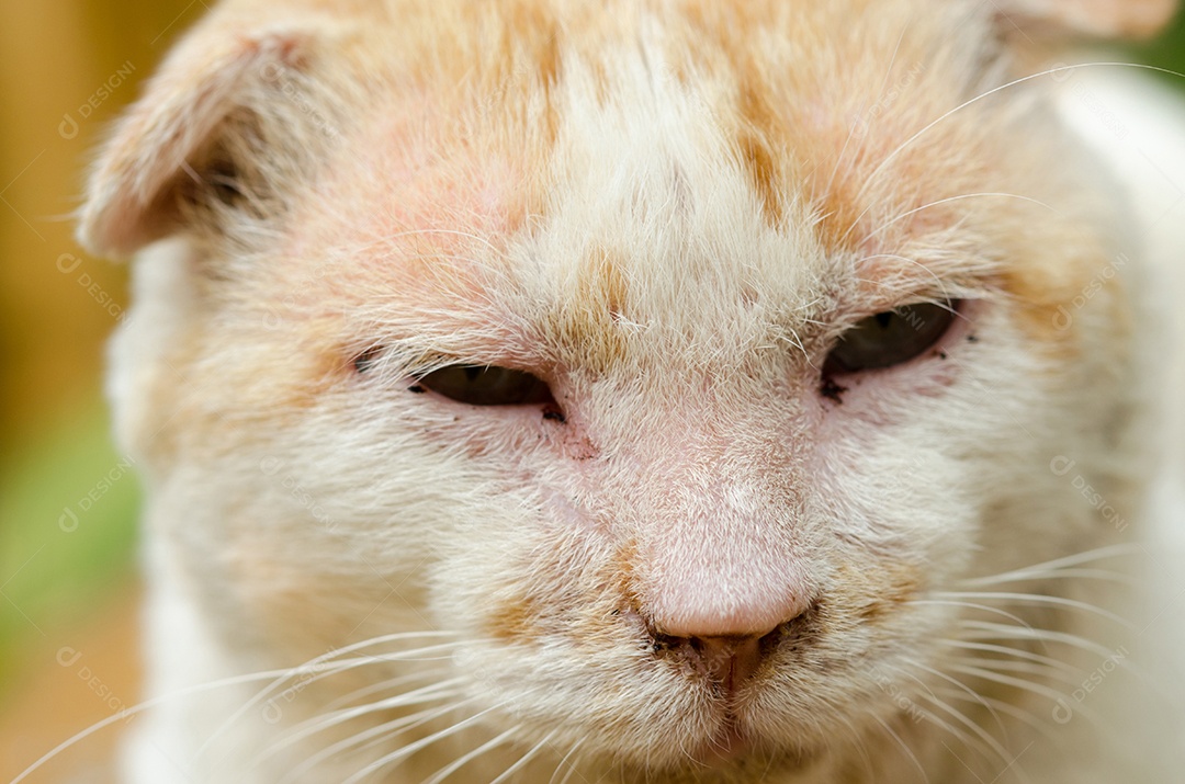 Gato no fundo claro.