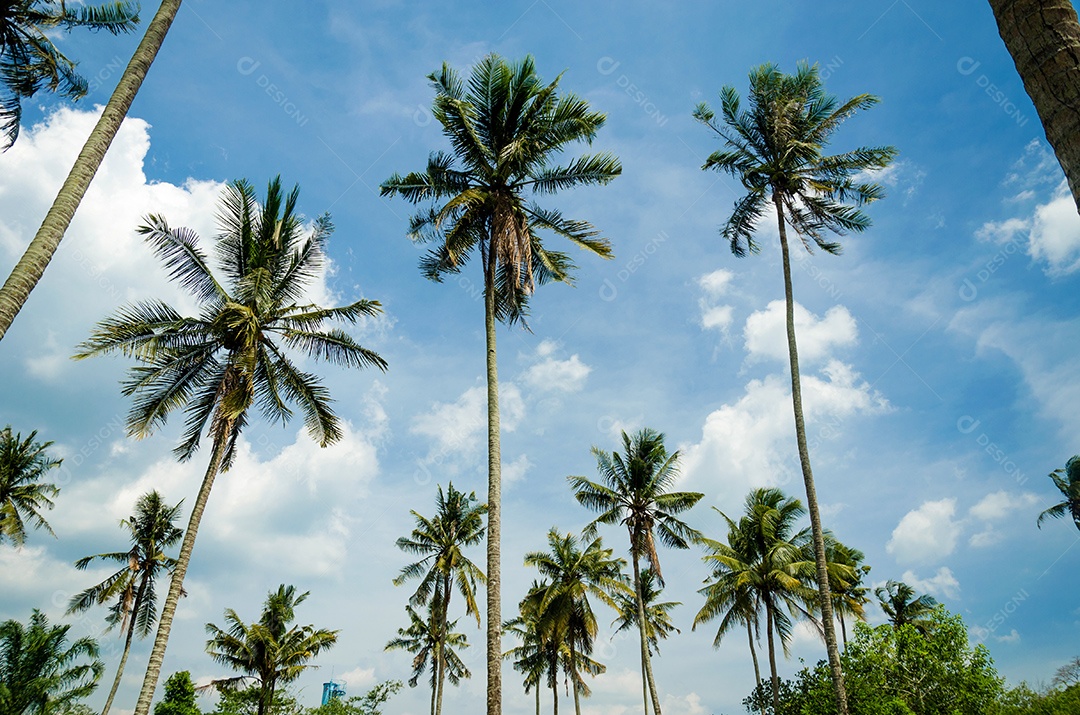 Coqueiros com fundo de céu azul na praia tropical.