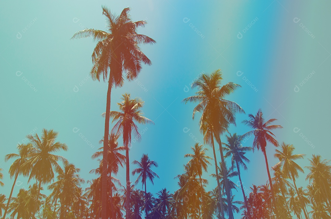 coqueiros ao pôr do sol. Tom vintage.