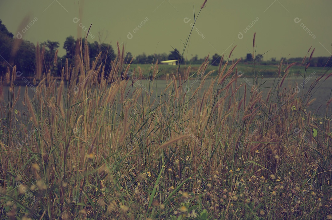 Vintage de fundo desfocado de grama de flores.