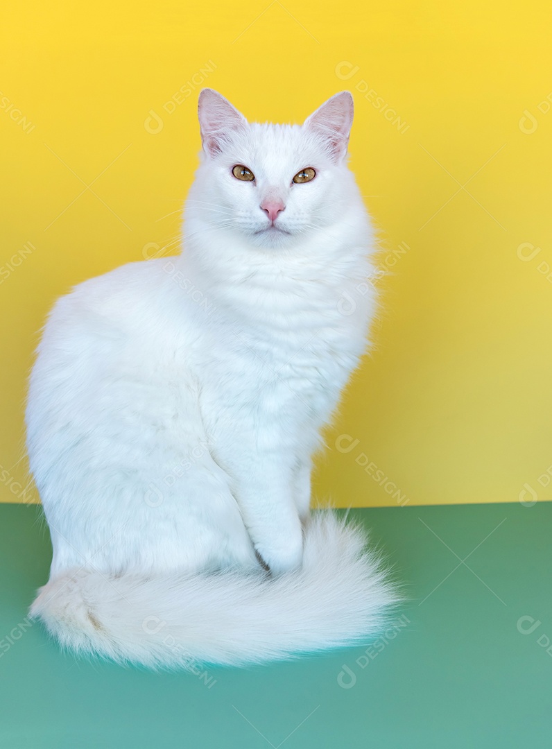 Gato branco em fundo verde e amarelo, 7 de setembro, Brasil