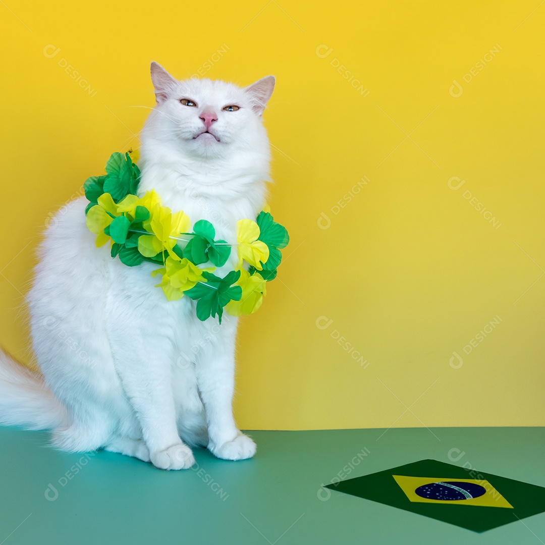 Gato branco com colar verde e amarelo ao lado do brasileiro