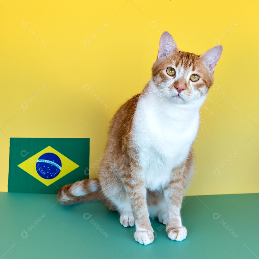 Gato amarelo ao lado da bandeira brasileira, 7 de setembro, eu do Brasil