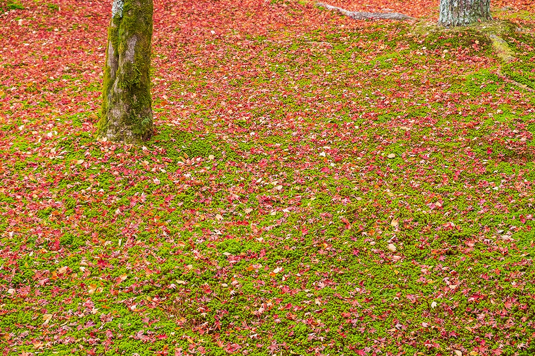 Folhagem colorida caindo no jardim, maple deixa banner de fundo de cor natural para a temporada de outono, mudança sazonal, conceito diferente e de transição