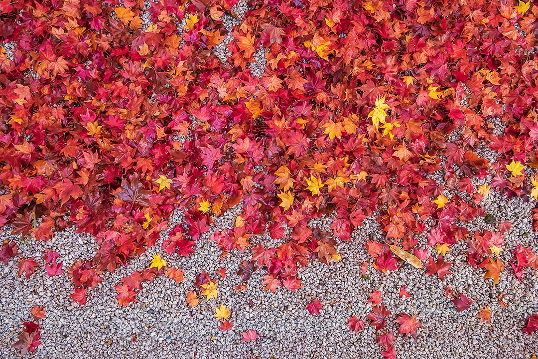 Folhagem de queda colorida no jardim, folhas de bordo col natural